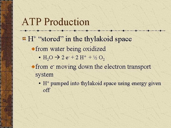 ATP Production H+ “stored” in the thylakoid space from water being oxidized • H