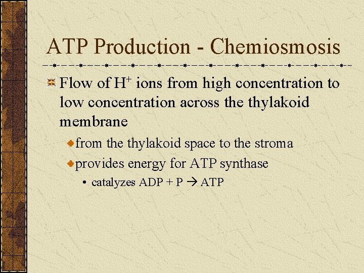 ATP Production - Chemiosmosis Flow of H+ ions from high concentration to low concentration