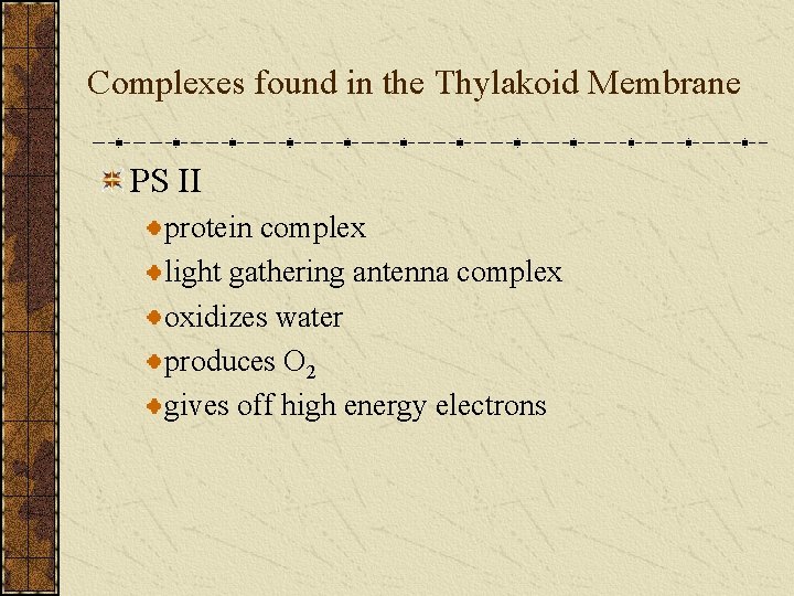 Complexes found in the Thylakoid Membrane PS II protein complex light gathering antenna complex