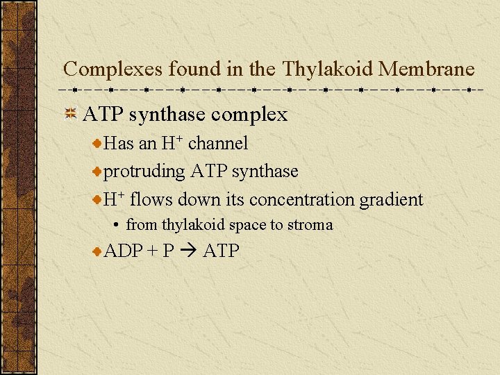 Complexes found in the Thylakoid Membrane ATP synthase complex Has an H+ channel protruding