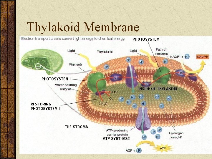 Thylakoid Membrane 