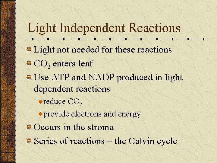 Light Independent Reactions Light not needed for these reactions CO 2 enters leaf Use