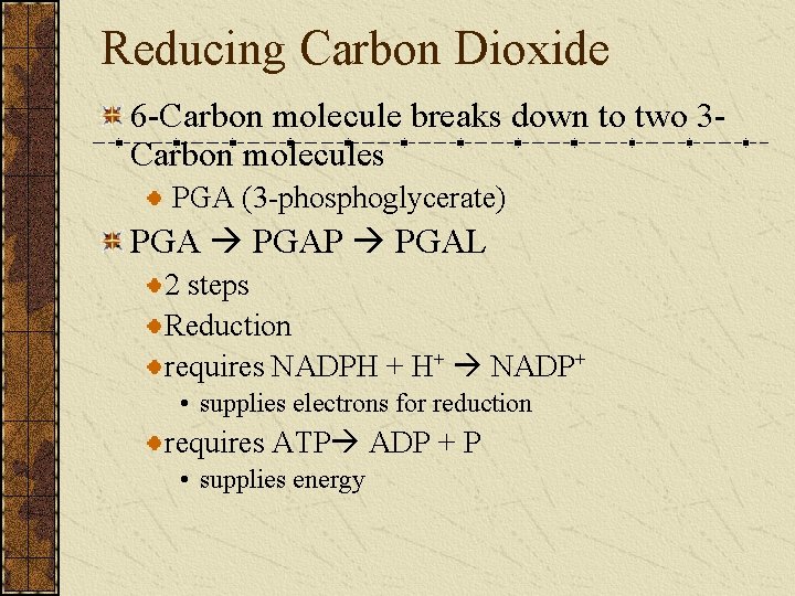 Reducing Carbon Dioxide 6 -Carbon molecule breaks down to two 3 Carbon molecules PGA