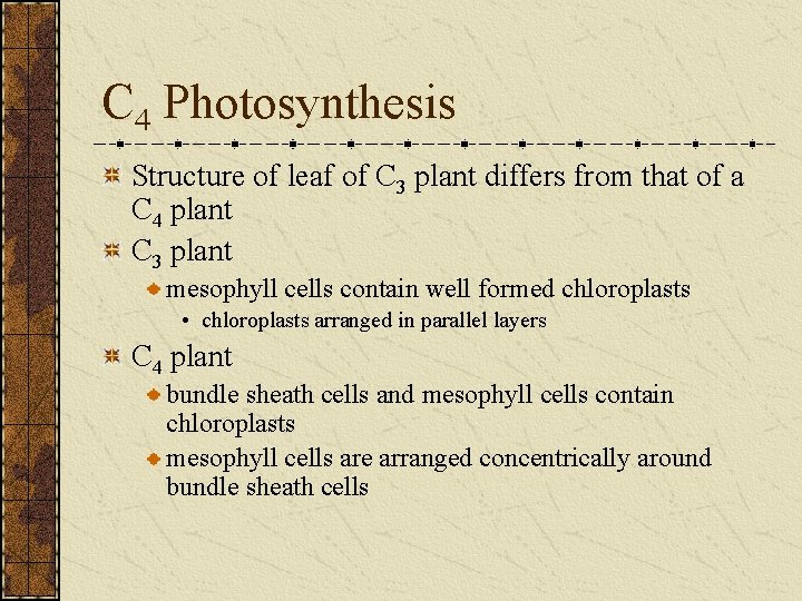 C 4 Photosynthesis Structure of leaf of C 3 plant differs from that of