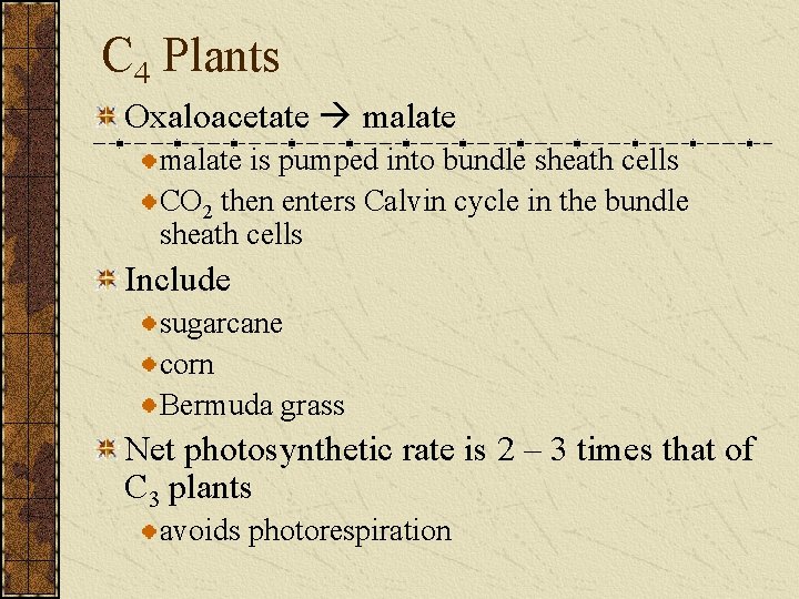 C 4 Plants Oxaloacetate malate is pumped into bundle sheath cells CO 2 then