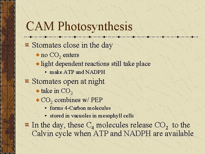 CAM Photosynthesis Stomates close in the day no CO 2 enters light dependent reactions