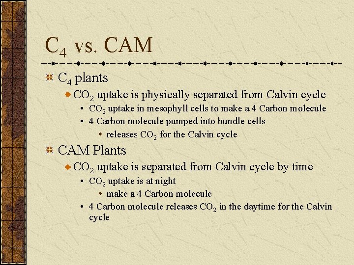 C 4 vs. CAM C 4 plants CO 2 uptake is physically separated from