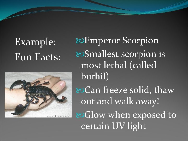 Example: Fun Facts: Emperor Scorpion Smallest scorpion is most lethal (called buthil) Can freeze Example: Fun Facts: Emperor Scorpion Smallest scorpion is most lethal (called buthil) Can freeze
