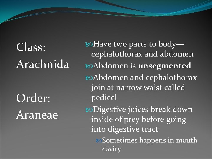 Class: Arachnida Order: Araneae Have two parts to body— cephalothorax and abdomen Abdomen is Class: Arachnida Order: Araneae Have two parts to body— cephalothorax and abdomen Abdomen is
