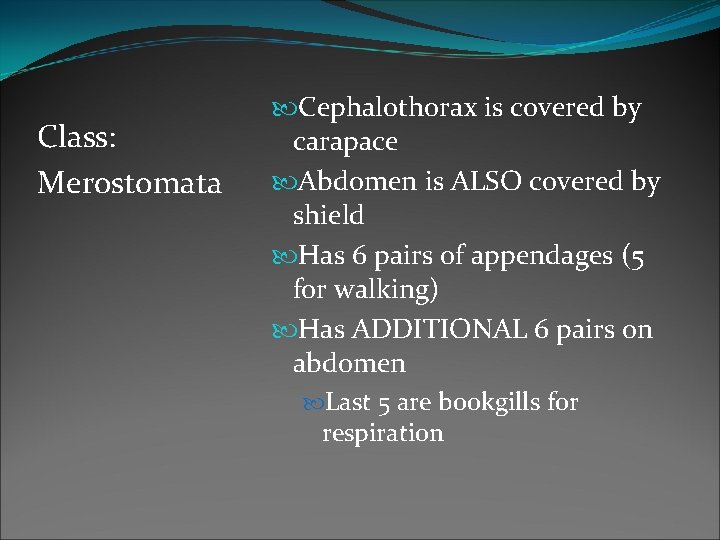 Class: Merostomata Cephalothorax is covered by carapace Abdomen is ALSO covered by shield Has Class: Merostomata Cephalothorax is covered by carapace Abdomen is ALSO covered by shield Has