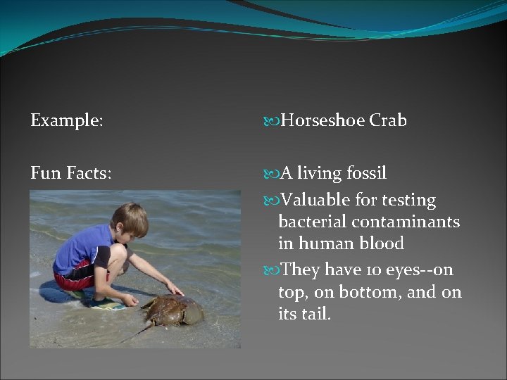 Example: Horseshoe Crab Fun Facts: A living fossil Valuable for testing bacterial contaminants in Example: Horseshoe Crab Fun Facts: A living fossil Valuable for testing bacterial contaminants in