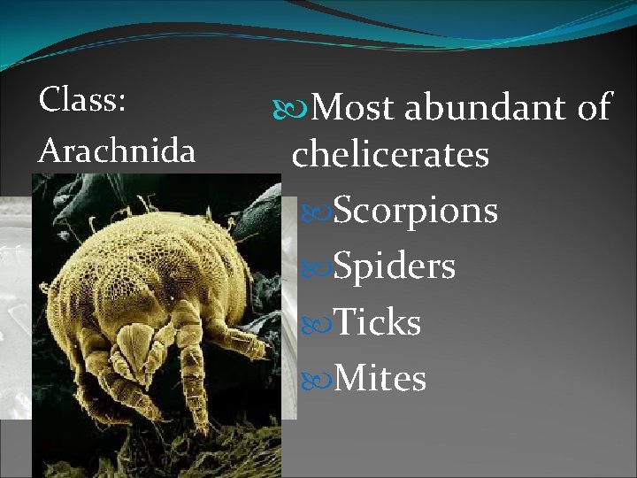 Class: Arachnida Most abundant of chelicerates Scorpions Spiders Ticks Mites Class: Arachnida Most abundant of chelicerates Scorpions Spiders Ticks Mites