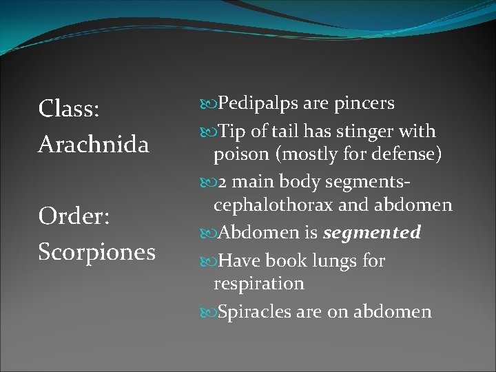 Class: Arachnida Order: Scorpiones Pedipalps are pincers Tip of tail has stinger with poison Class: Arachnida Order: Scorpiones Pedipalps are pincers Tip of tail has stinger with poison