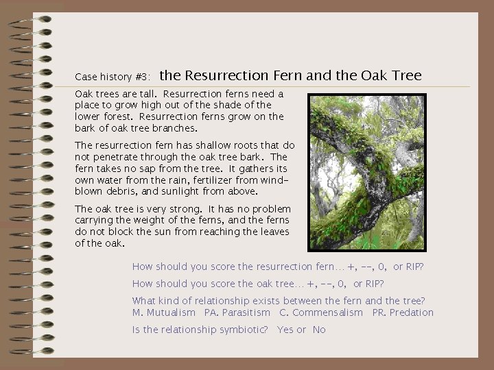 Case history #3: the Resurrection Fern and the Oak Tree Oak trees are tall.