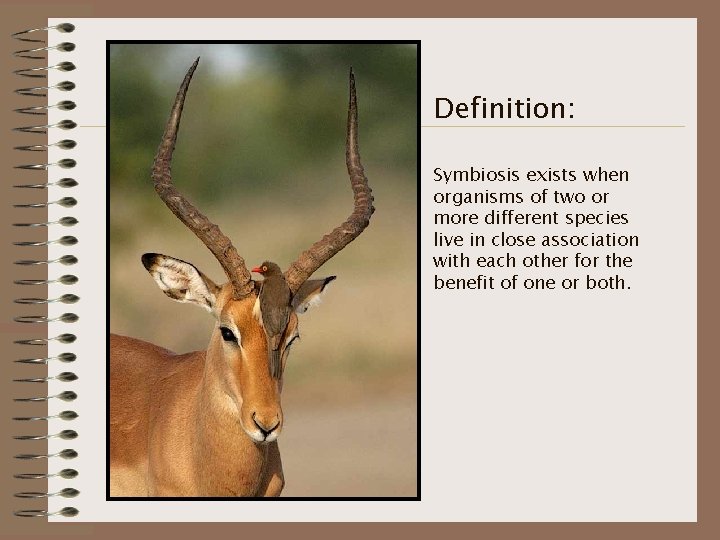 Definition: Symbiosis exists when organisms of two or more different species live in close