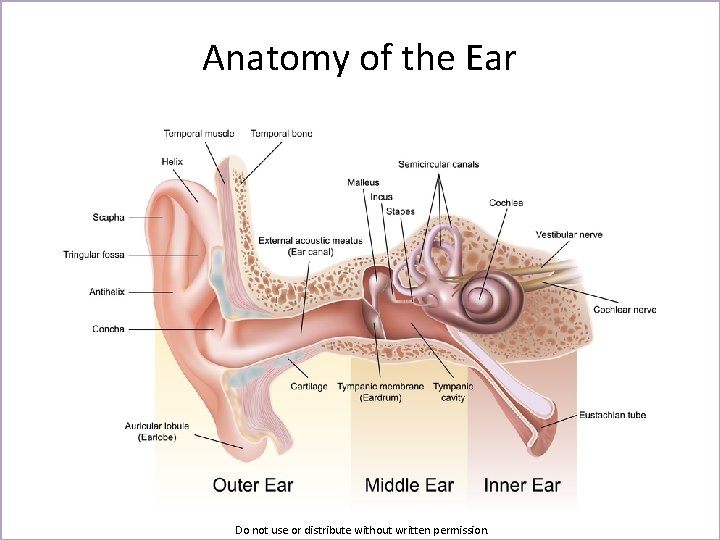 Anatomy of the Ear Do not use or distribute without written permission. 