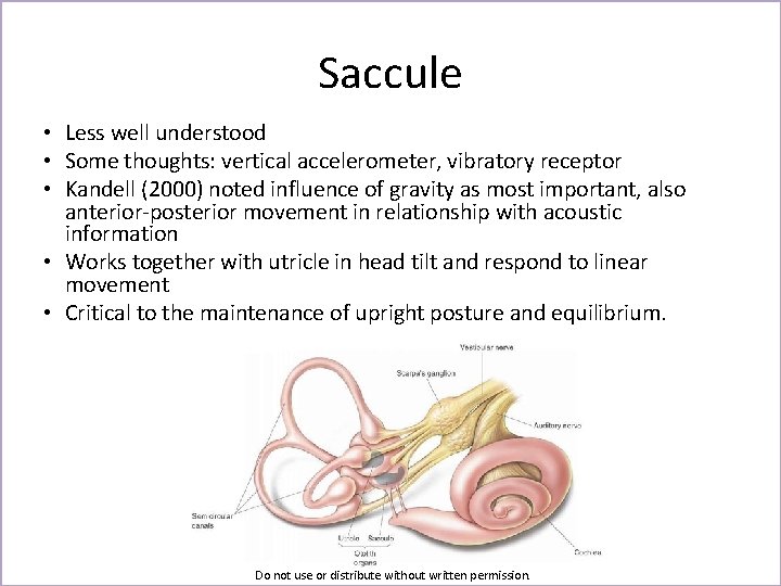 Saccule • Less well understood • Some thoughts: vertical accelerometer, vibratory receptor • Kandell