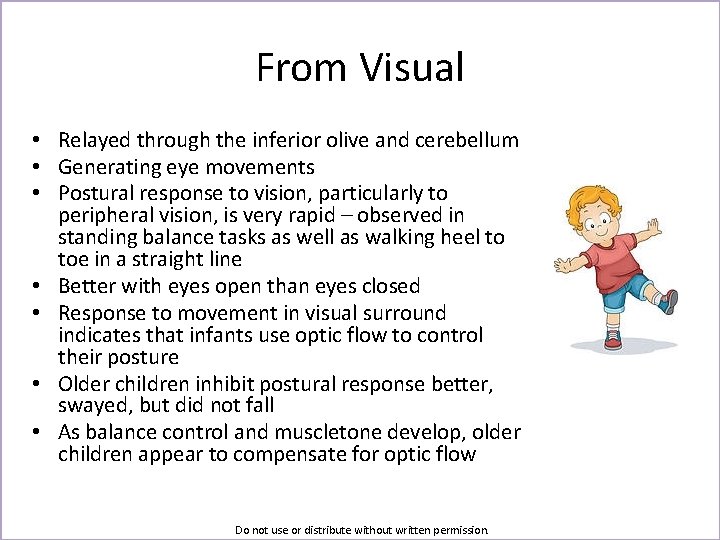 From Visual • Relayed through the inferior olive and cerebellum • Generating eye movements