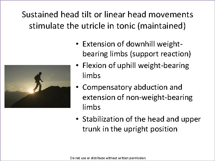 Sustained head tilt or linear head movements stimulate the utricle in tonic (maintained) •