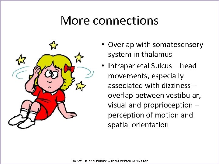 More connections • Overlap with somatosensory system in thalamus • Intraparietal Sulcus – head