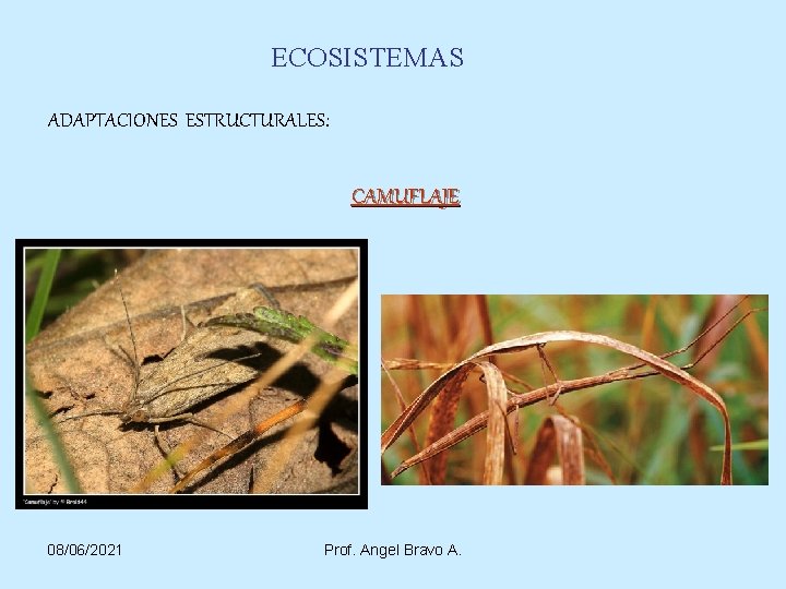 ECOSISTEMAS ADAPTACIONES ESTRUCTURALES: CAMUFLAJE 08/06/2021 Prof. Angel Bravo A. 