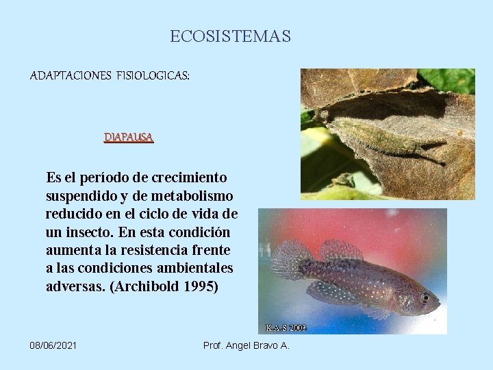 ECOSISTEMAS ADAPTACIONES FISIOLOGICAS: DIAPAUSA Es el período de crecimiento suspendido y de metabolismo reducido