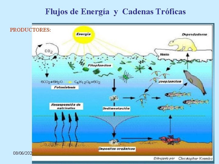 Flujos de Energía y Cadenas Tróficas PRODUCTORES: 08/06/2021 Prof. Angel Bravo A. 