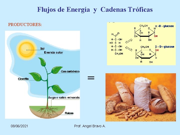Flujos de Energía y Cadenas Tróficas PRODUCTORES: = 08/06/2021 Prof. Angel Bravo A. 