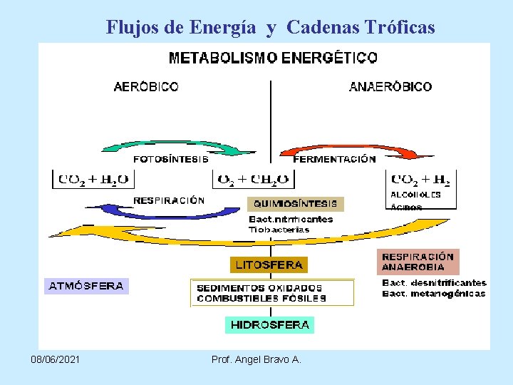 Flujos de Energía y Cadenas Tróficas 08/06/2021 Prof. Angel Bravo A. 