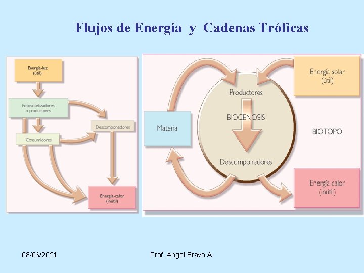 Flujos de Energía y Cadenas Tróficas 08/06/2021 Prof. Angel Bravo A. 