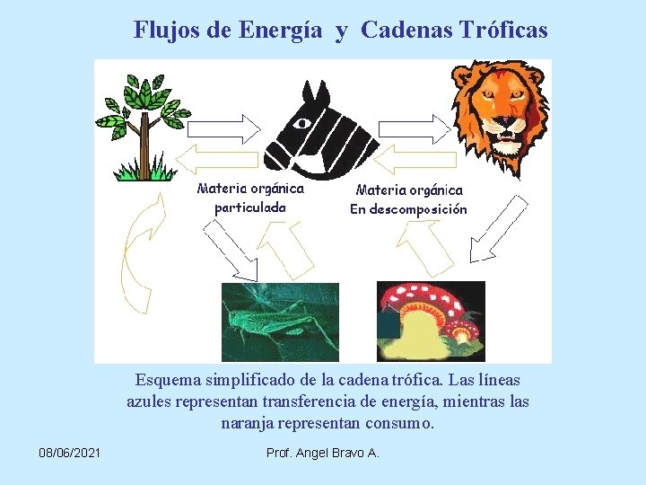 Flujos de Energía y Cadenas Tróficas Esquema simplificado de la cadena trófica. Las líneas