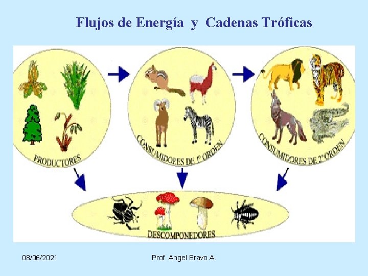 Flujos de Energía y Cadenas Tróficas 08/06/2021 Prof. Angel Bravo A. 