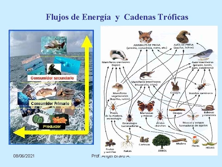 Flujos de Energía y Cadenas Tróficas 08/06/2021 Prof. Angel Bravo A. 