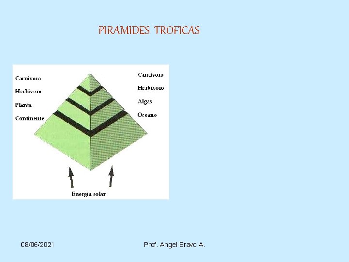 PIRAMIDES TROFICAS 08/06/2021 Prof. Angel Bravo A. 