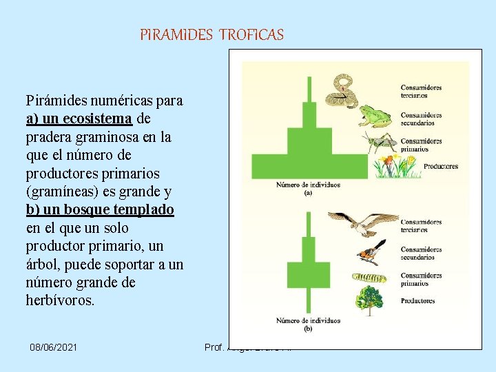 PIRAMIDES TROFICAS Pirámides numéricas para a) un ecosistema de pradera graminosa en la que