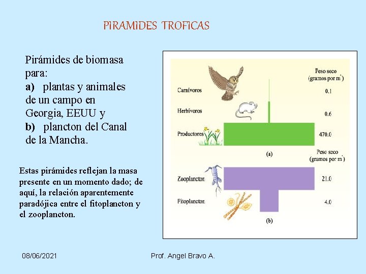 PIRAMIDES TROFICAS Pirámides de biomasa para: a) plantas y animales de un campo en