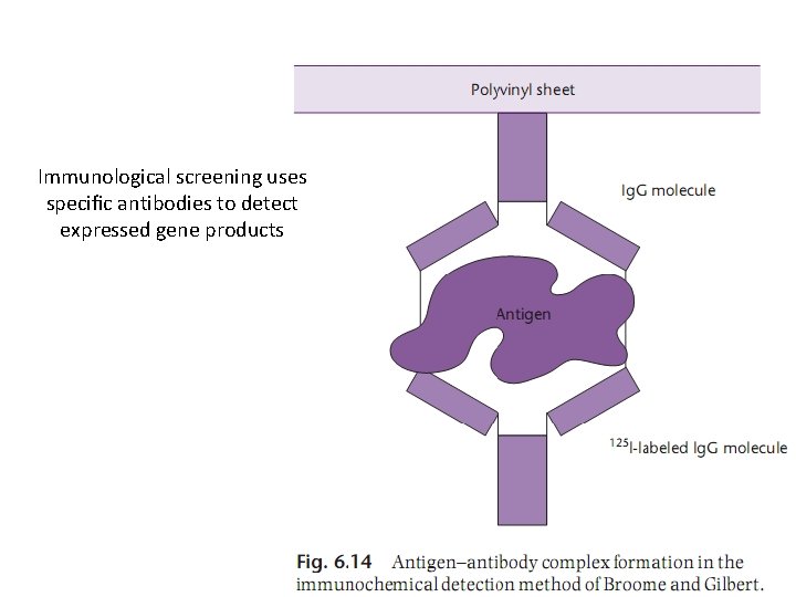 Immunological screening uses speciﬁc antibodies to detect expressed gene products 
