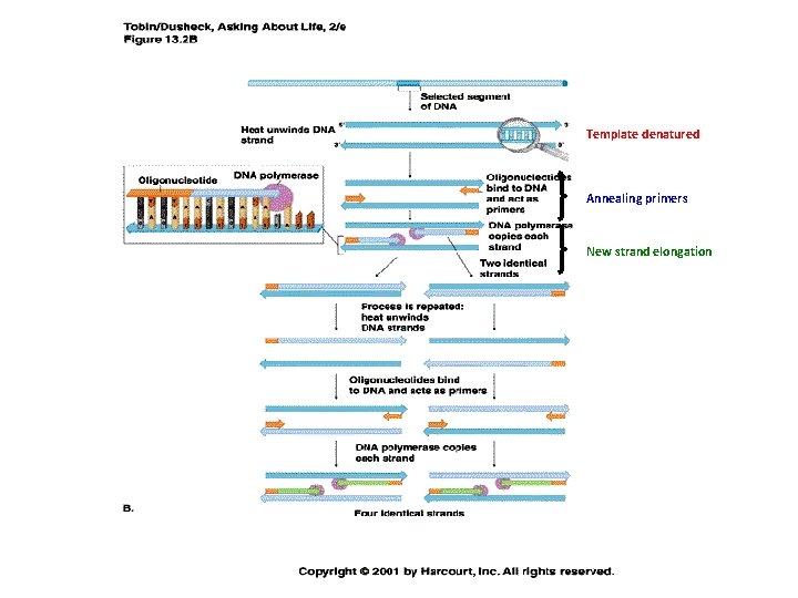 Template denatured Annealing primers New strand elongation 