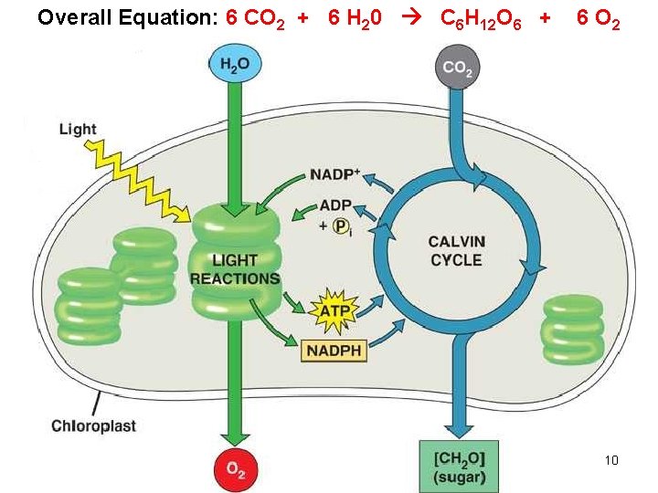 Overall Equation: 6 CO 2 + 6 H 20 C 6 H 12 O