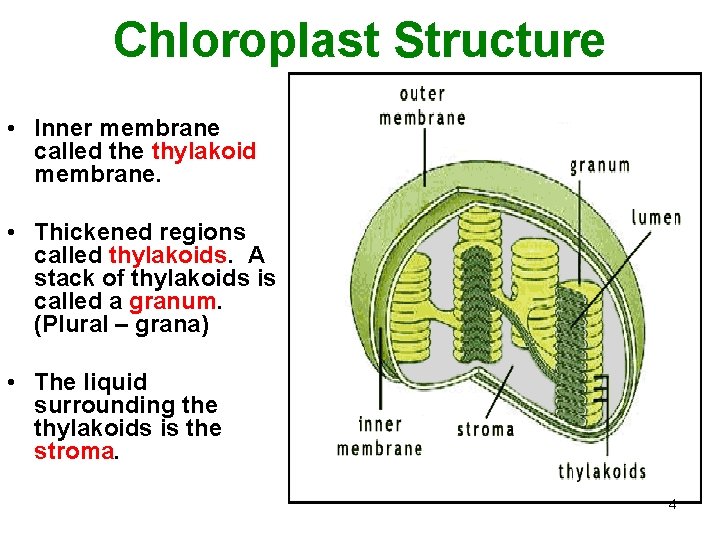 Chloroplast Structure • Inner membrane called the thylakoid membrane. • Thickened regions called thylakoids.