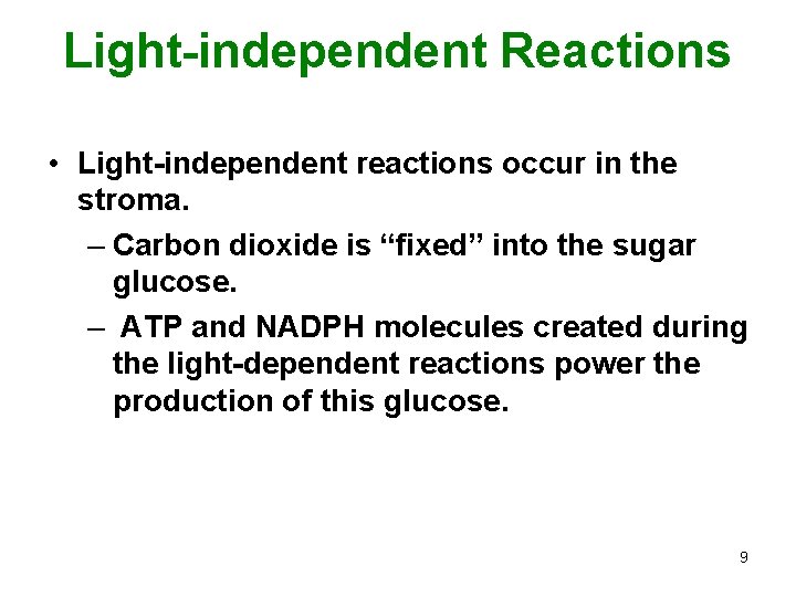 Light-independent Reactions • Light-independent reactions occur in the stroma. – Carbon dioxide is “fixed”