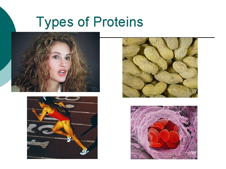 Types of Proteins 