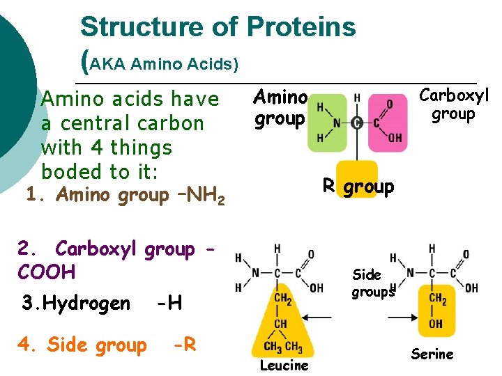 Structure of Proteins (AKA Amino Acids) Amino acids have a central carbon with 4