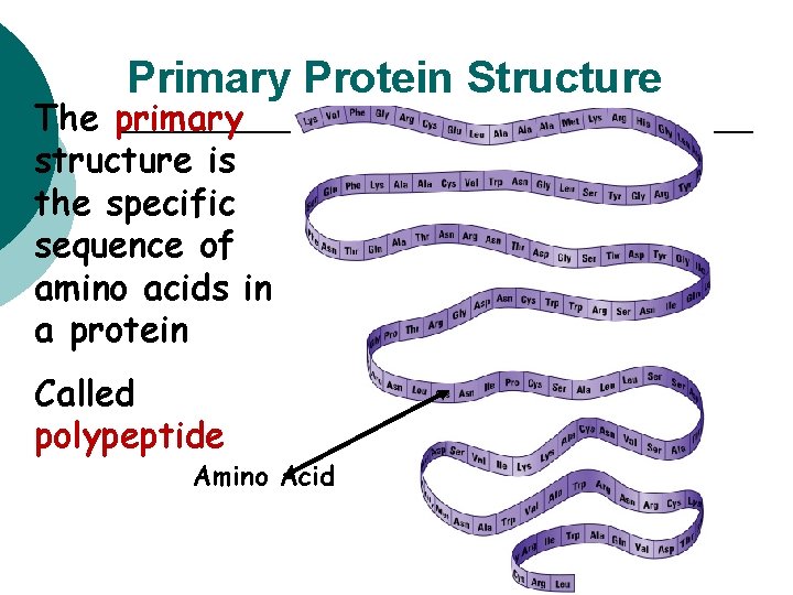 Primary Protein Structure The primary structure is the specific sequence of amino acids in