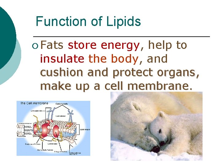 Function of Lipids ¡ Fats store energy, help to insulate the body, and cushion