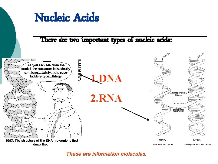 Nucleic Acids There are two important types of nucleic acids: 1. DNA 2. RNA