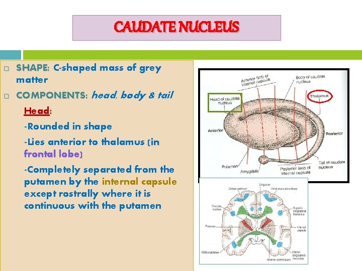 CAUDATE NUCLEUS SHAPE: C-shaped mass of grey matter COMPONENTS: head, body & tail Head: