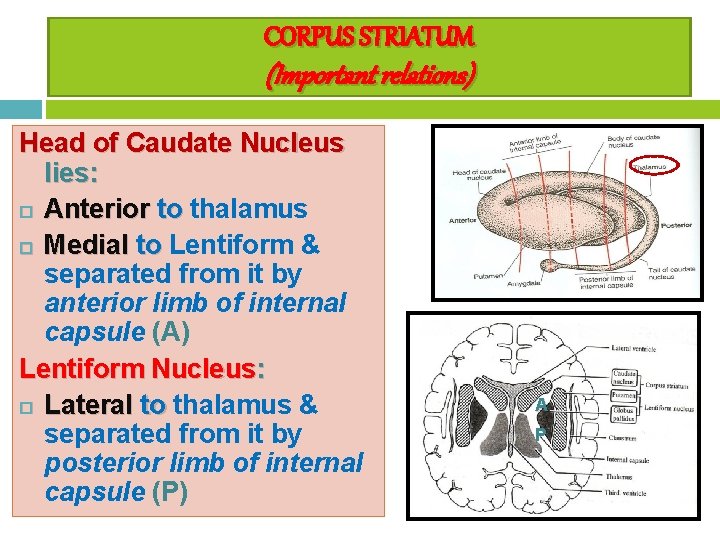 CORPUS STRIATUM (Important relations) Head of Caudate Nucleus lies: Anterior to thalamus Medial to