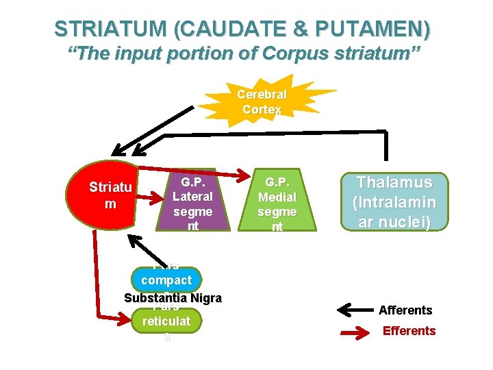 STRIATUM (CAUDATE & PUTAMEN) “The input portion of Corpus striatum” Cerebral Cortex Striatu m
