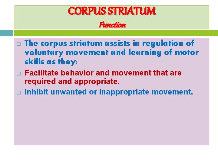 CORPUS STRIATUM Function q q q The corpus striatum assists in regulation of voluntary